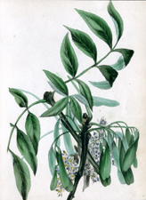 Antique Tree Print, circa 1860s